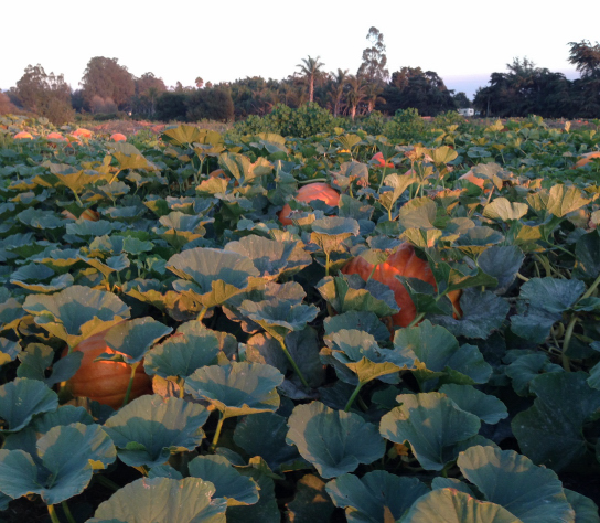 2016 Nipomo Pumpkin Patch Field